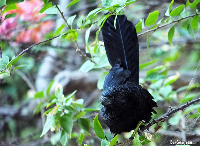 Groove-billed Ani, Crotophaga sulcirostris