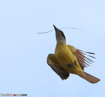 Great Kiskadee, Pitangus sulphuratus