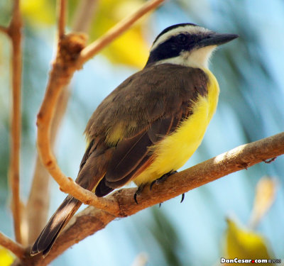 Great Kiskadee, Pitangus sulphuratus