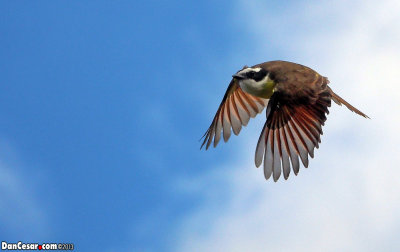 Great Kiskadee, Pitangus sulphuratus