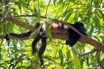 Howler Monkey