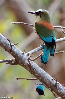 Guardabarranco  (Eumomota superciliosa)