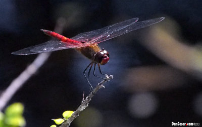 Dragon Fly