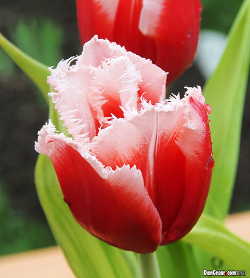 Botanical Garden University of Vienna - Tulipa