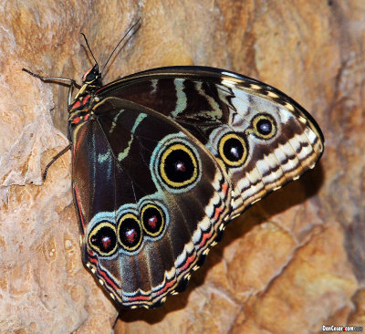 Schmetterling Haus (Butterfly House)