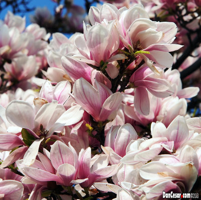 Magnolia Blossoms