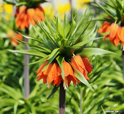 Fritillaria Imperialis Rubra Maxima