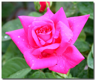 Rose Garden In Loose Park