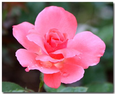 Rose Garden In Loose Park