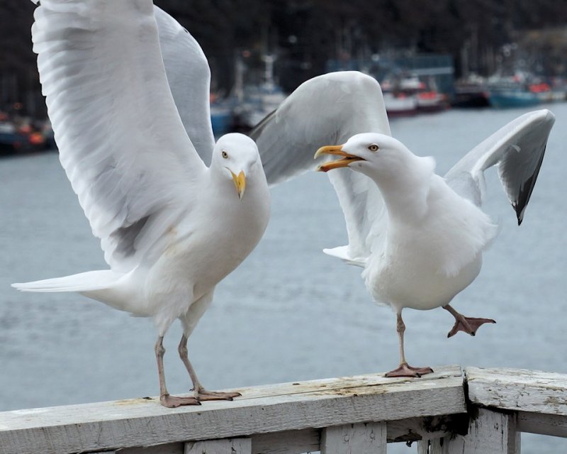 DSC06699 - Urban Seagulls