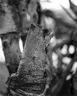 trunk326.jpg