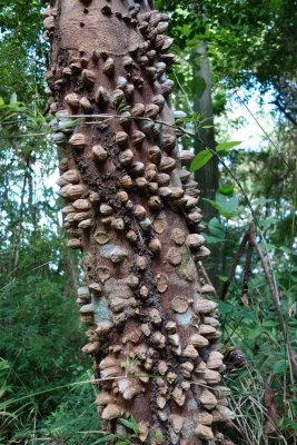 Amazing tree trunks too