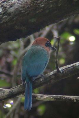 Broad-billed mot-mot