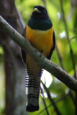 Black-throated trogon