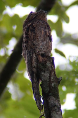 Common potoo