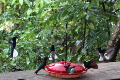 The Discovery Center along Pipeline Road has hummingbird feeders