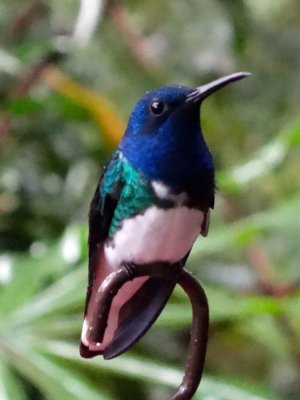 White-necked jacobin