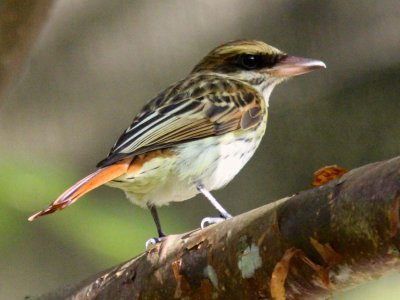 Sulphur-bellied flycatcher