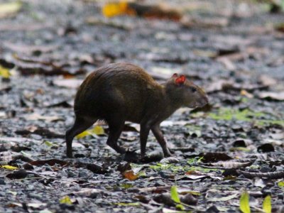 Agouti