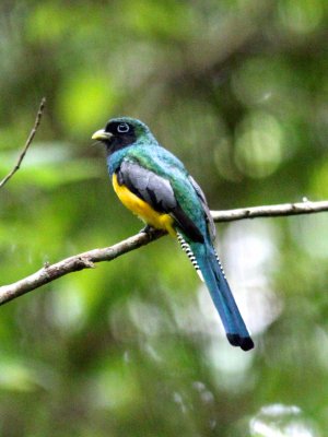 White-tailed trogon