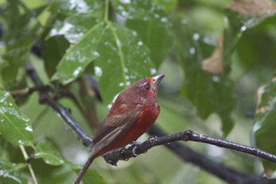 Crimson-backed tanager (female)