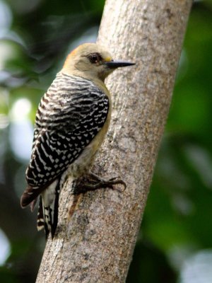 Red-crowned woodpecker (female)