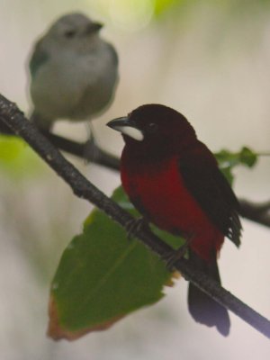 Crimson-backed tanager