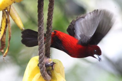 Crimson-backed tanager