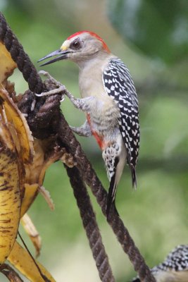 Red-crowned woodpecker
