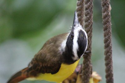 Great kiskadee