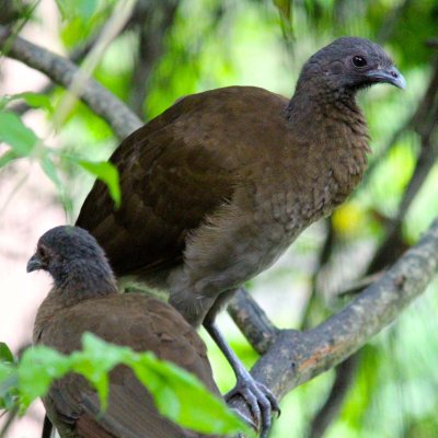 Gray-headed chachalaca