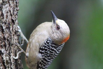 Red-crowned woodpecker (female)
