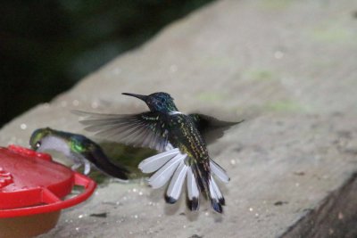 White-chested jacobin