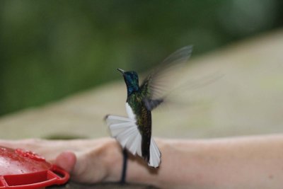 White-chested jacobin