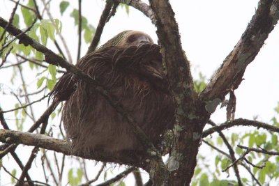 2-toed sloth