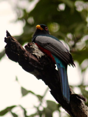 Black-tailed trogon