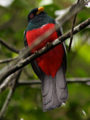 Black-tailed trogon