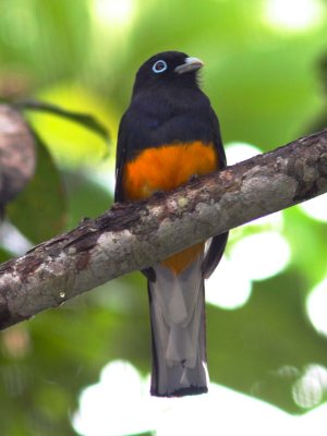 White-tailed trogon