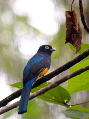 White-tailed trogon