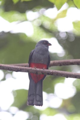 Slaty-tailed trogon (female)