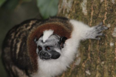 We loved the tamarin's faces!