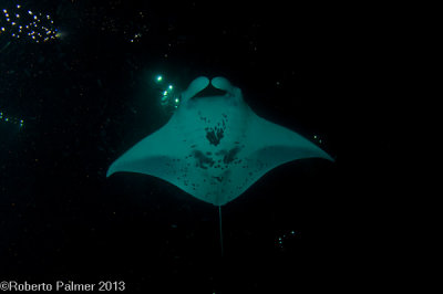 Manta Ray