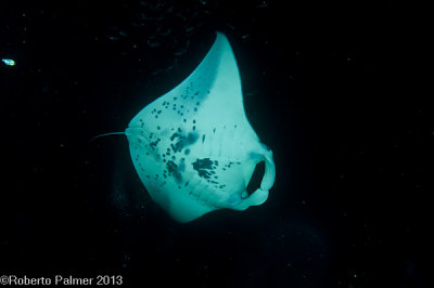 Manta Ray-3