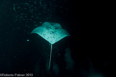 Manta Ray-4