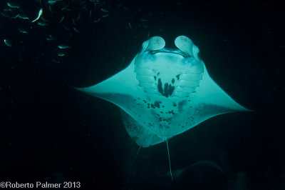 Manta Ray-5