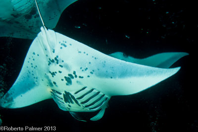 Manta Ray-9