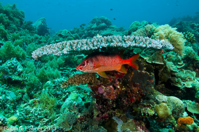 coral mesa