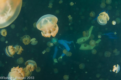 Jelly Fish Lake