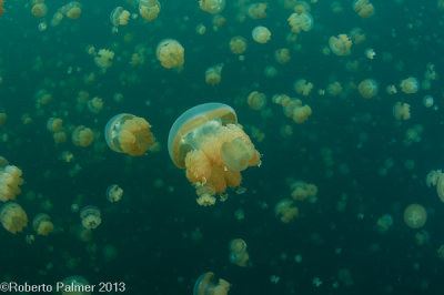 Jelly Fish Lake-2