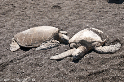 Punalu'u - Black sand beach-4